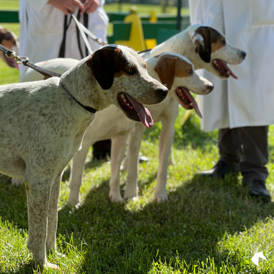 Hound Shows....A style of the sporting life exclusive by Sara!